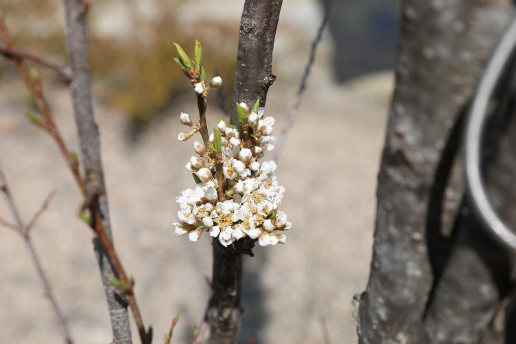 열녀목 사계원 200414 (2015-001419) 김정인 (4).JPG